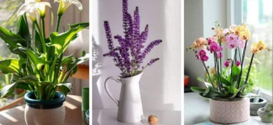 6 plantas que você deveria ter para atrair amor e abundância!