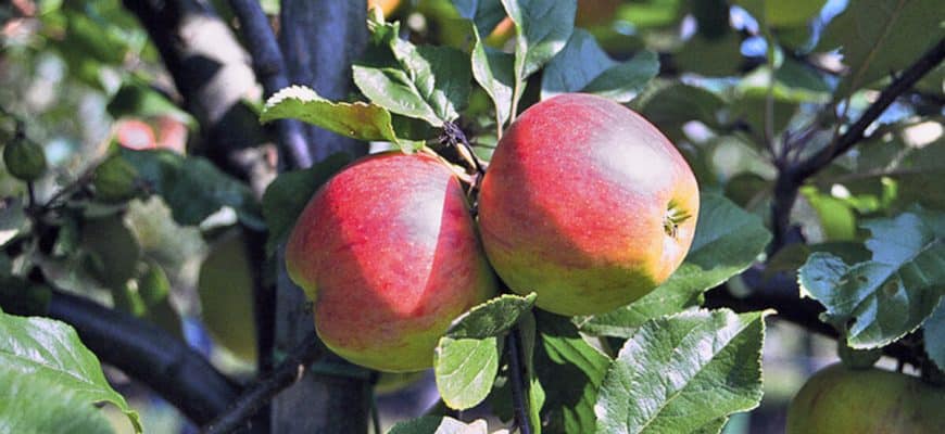 Appelboom planten