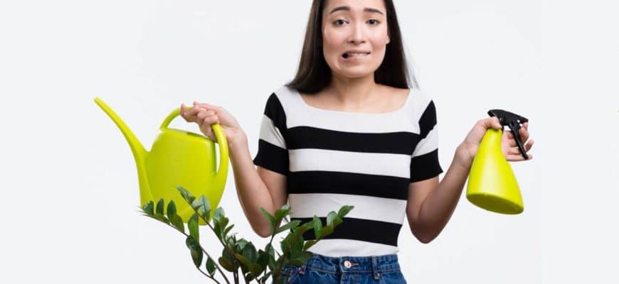 Como regar suas plantas e fazê-las crescer economizando água?