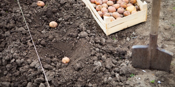 Hoe krijg je een betere kwaliteit en een hogere opbrengst van aardappelen?