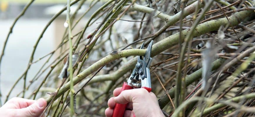 Hoe u uw wilgen professioneel kunt snoeien