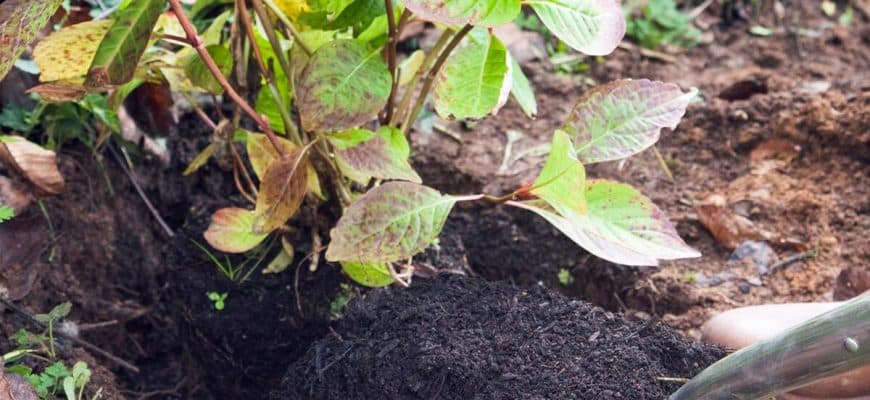 Hortensia's verplanten: zo werkt het