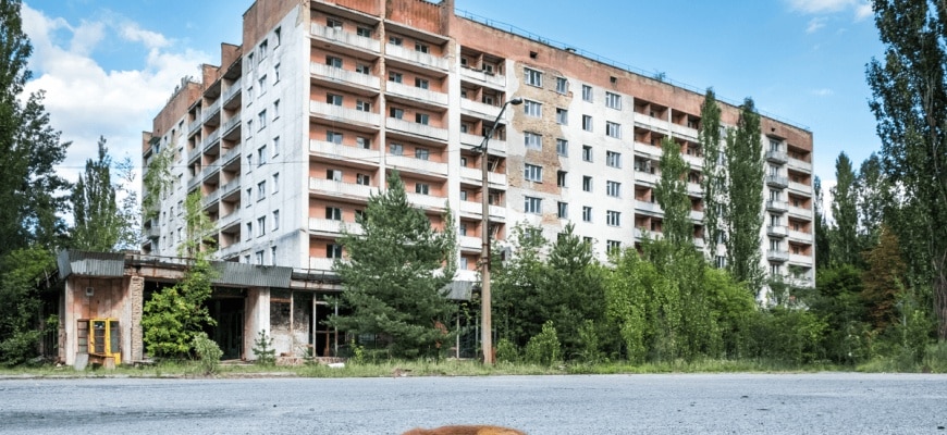 Kunnen Tsjernobyl-mutanten ons van kanker verlossen?  Dieren zijn immuun geworden voor straling!