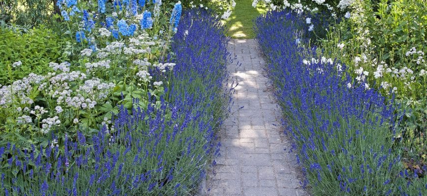 Lavendel als bedrand: de belangrijkste tips