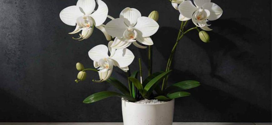 Limpe as folhas de suas orquídeas com 1 ingrediente que tem em casa!