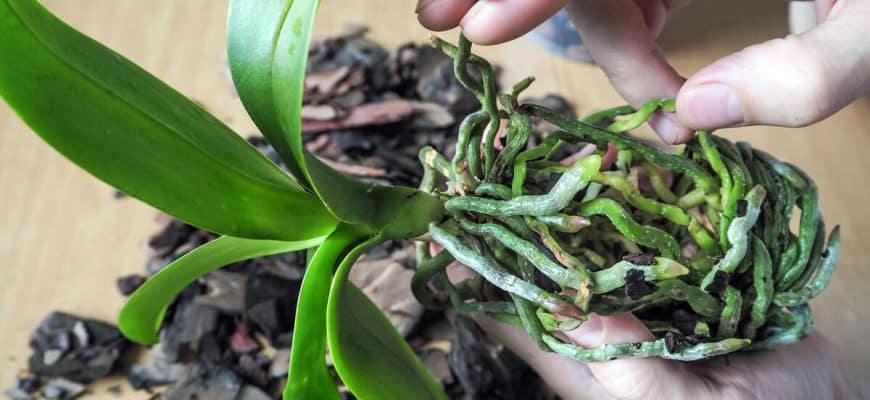 Orchideeënwortels snijden: hoe fouten te voorkomen