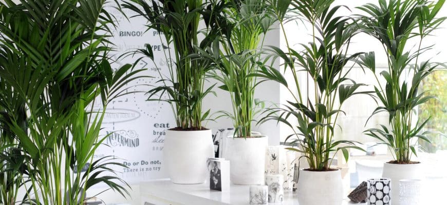 Palmboomverzorging: 5 tips voor perfecte planten