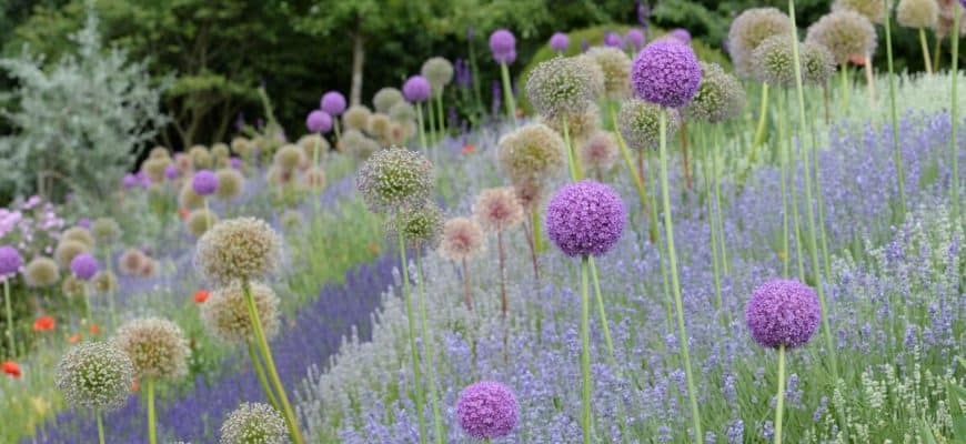 Planten voor droge grond