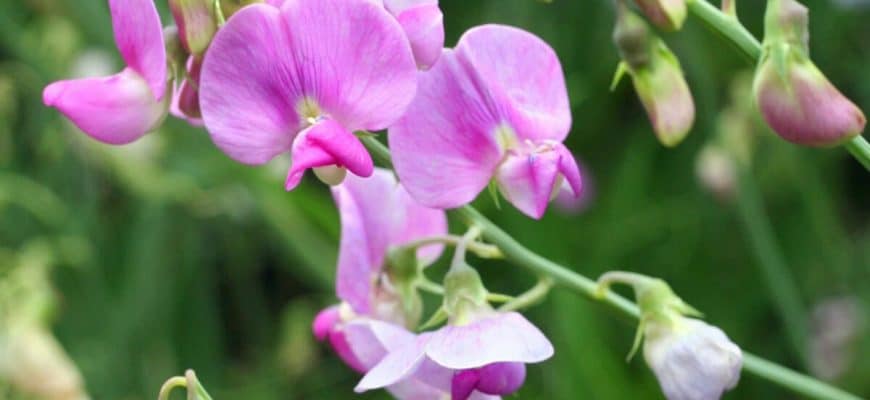 Siererwten: bloemen uit het zaadzakje