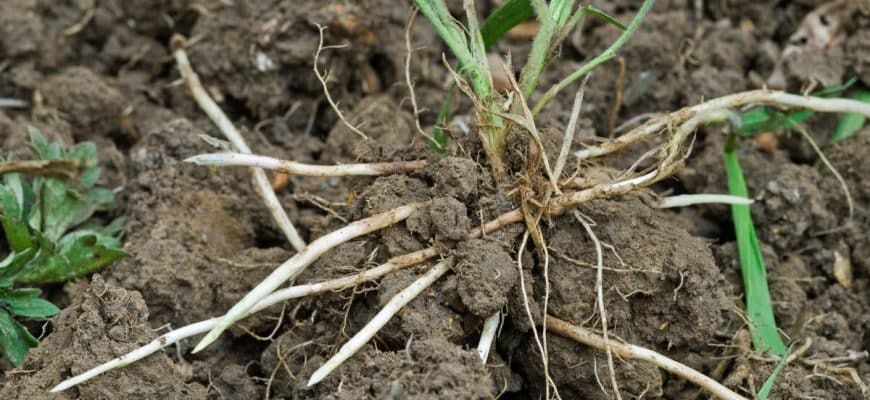 Succesvol bankgras bestrijden: zo werkt het