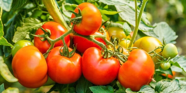 Tomaten bedreigd door een nieuw virus?