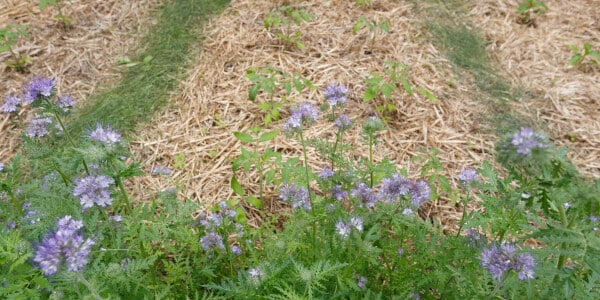 Waarom is phacelia wenselijk in gewassen en hoe kun je het laten groeien?