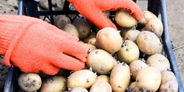 Wat is de optimale bodemtemperatuur voor het planten van aardappelen?