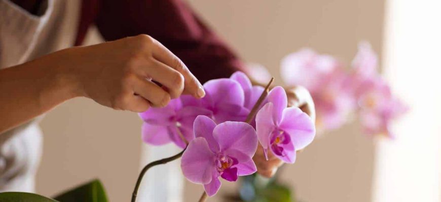 Qual orquídea floresce mais fácil? Aqui está a melhor variedade!