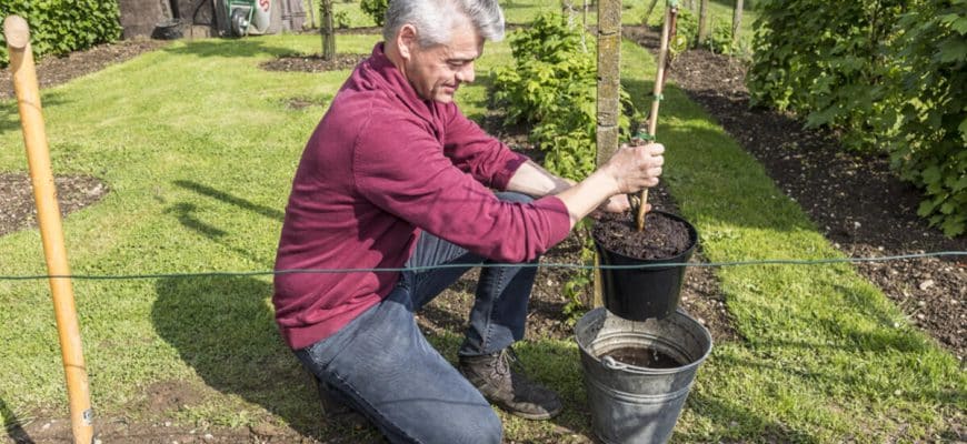 Wijnstokken planten: dit is waar het om gaat