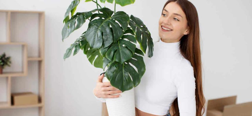 5 plantas de interior que absorvem o calor e resfriam a casa