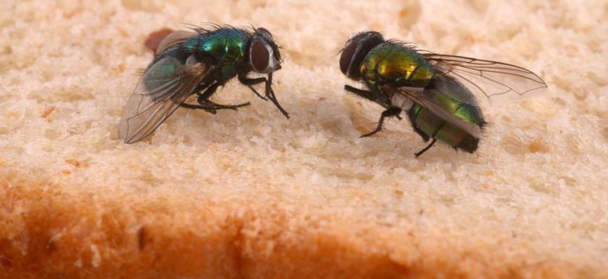 Se uma mosca pousar em sua comida não coma: veja o vídeo que vai abrir seu olho