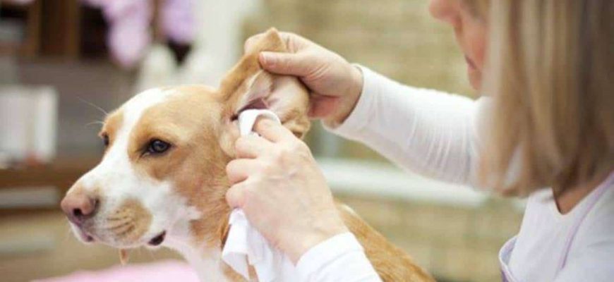 A maneira correta de limpar as orelhas dos seus cachorros