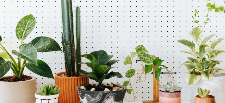 As espécies de plantas que sobrevivem à onda de calor para ter em casa!