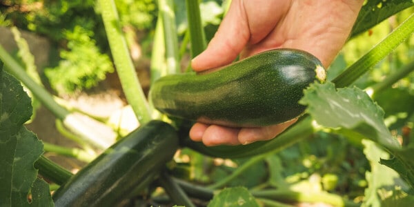 De teelt van courgette wordt steeds populairder, en weet jij waar je op moet letten?