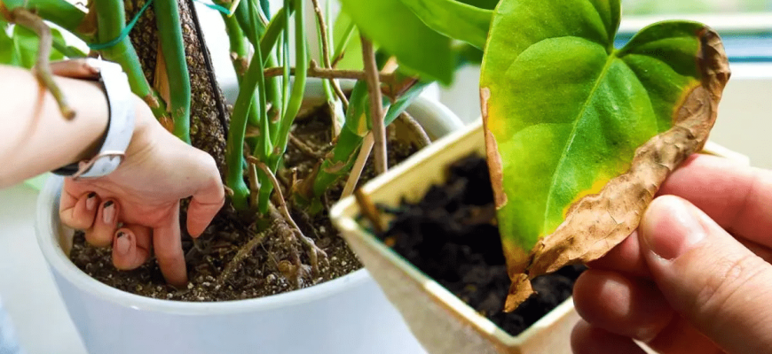 Faça isso para salvar suas plantas de casa que estão secas