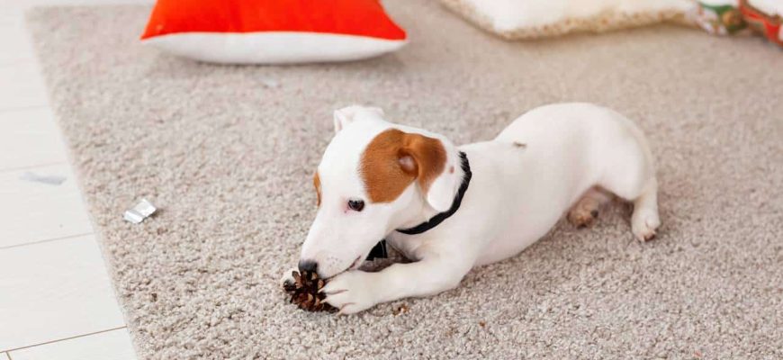 Forma infalível de eliminar o cheiro de xixi de cachorro do tapete