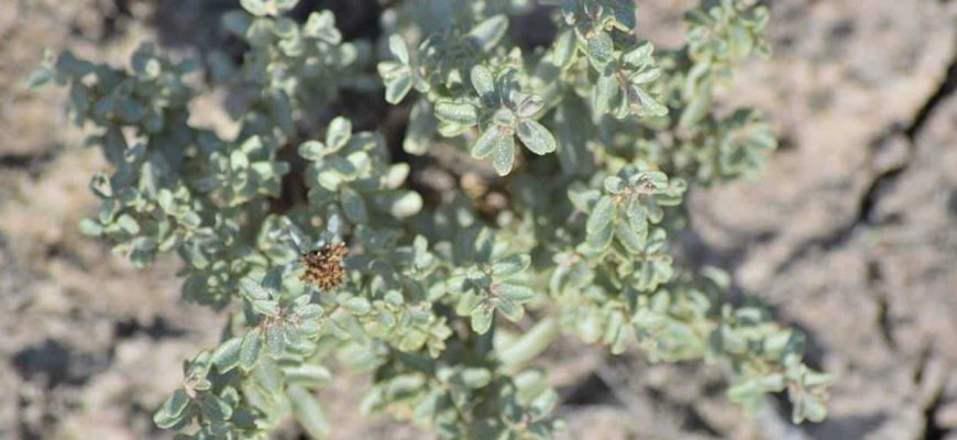 Especialistas revelam a planta ‘mágica’ para recuperar solos contaminados!