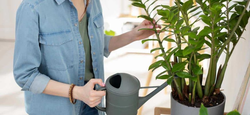 Como salvar uma planta que se afogou por causa de muita água?