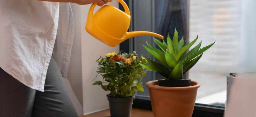 Com que frequência as plantas domésticas devem ser regadas para ficarem lindas!