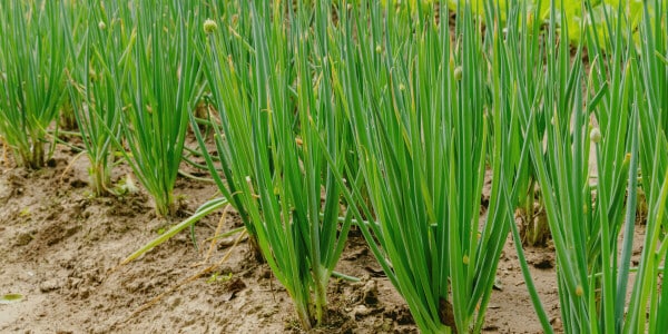 Teelt van bieslook - in de tuin wordt het ook wel de 'bewaker' van andere culturen genoemd