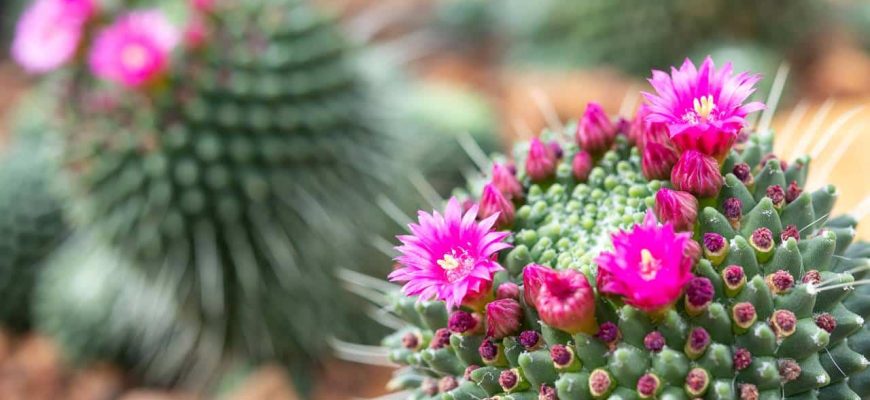 Dica com 1 ingrediente para fazer seu cacto encher de flores!