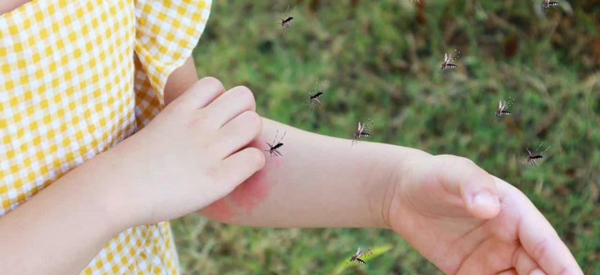 Se livre das picadas de mosquitos com estes 3 truques caseiros!