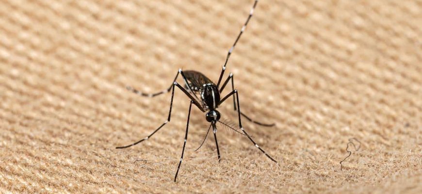 Melhores TRUQUES para limpar a casa e se livrar dos mosquitos