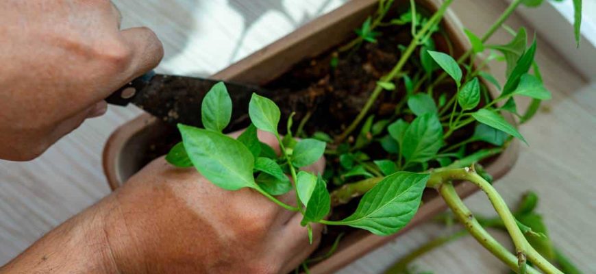 Uma colher de chá disso e suas plantas sempre estarão saudáveis