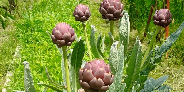 Heb je artisjok geprobeerd?  Het wordt als een delicatesse beschouwd en je kunt het gemakkelijk zelf kweken