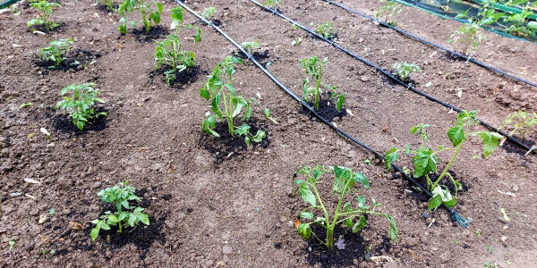 Hier zijn 5 manieren om planten te versterken na kou, wind en hagel