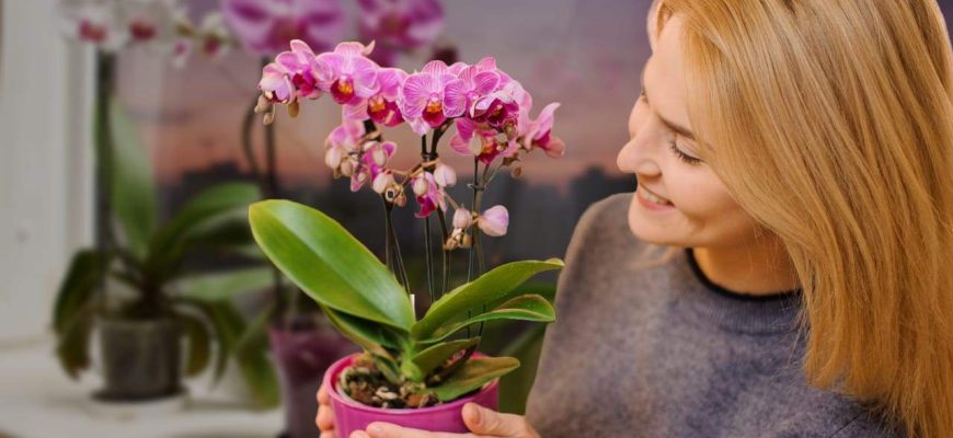 Como replantar minhas orquídeas para que não morram?