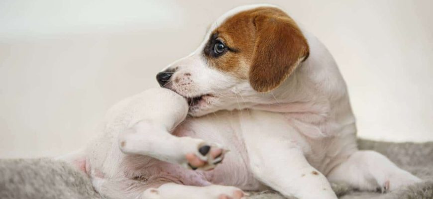 Remédio caseiro contra pulgas e carrapatos do seu cachorro!