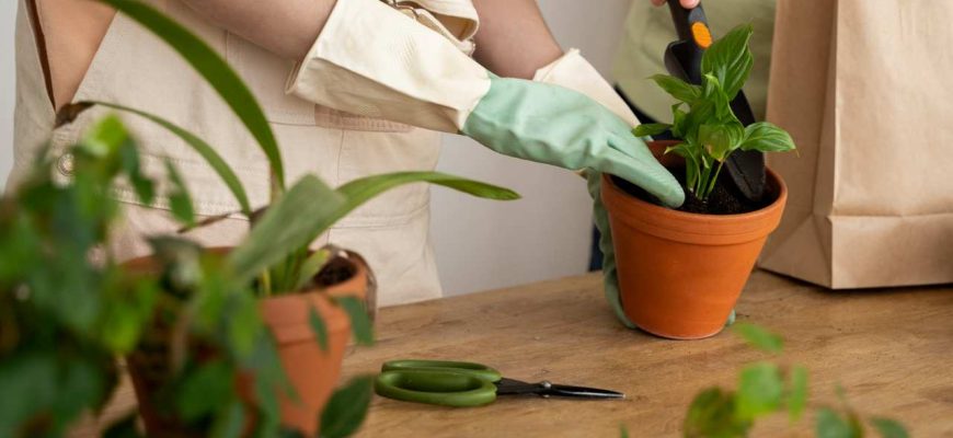 Ingrediente para reviver plantas com folhas amarelas em uma semana