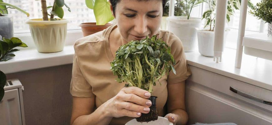 Refrescar a casa: Coloque uma destas 3 plantas que absorvem calor!