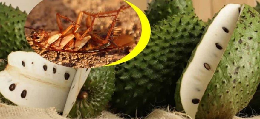 Poderoso inseticida com sementes de graviola para eliminar mosquitos, baratas e formigas