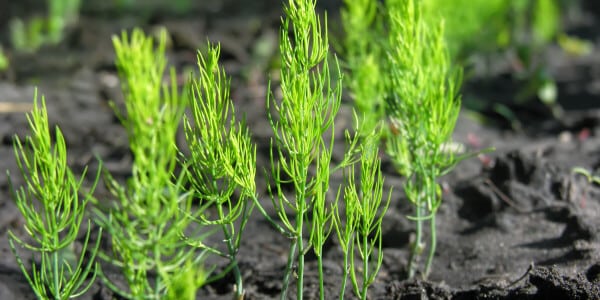 Van welke grond en verzorging houden groene asperges?