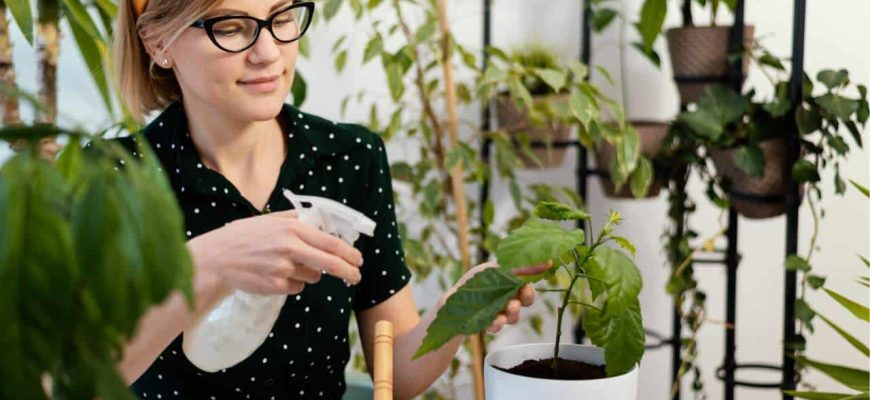 3 plantas resistentes ao sol que refrescam o ambiente em minutos!