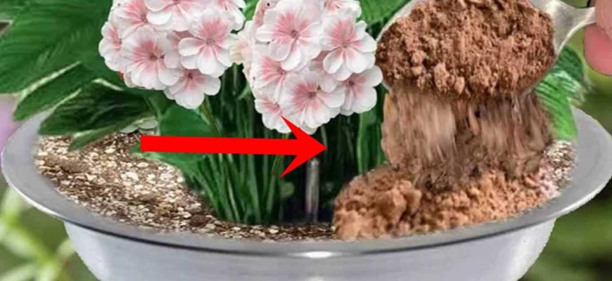 Este fertilizante natural irá encher suas plantas favoritas com lindas flores