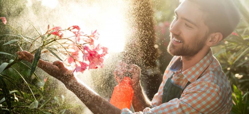 Elimine fungos de suas plantas com 3 ingredientes de cozinha!