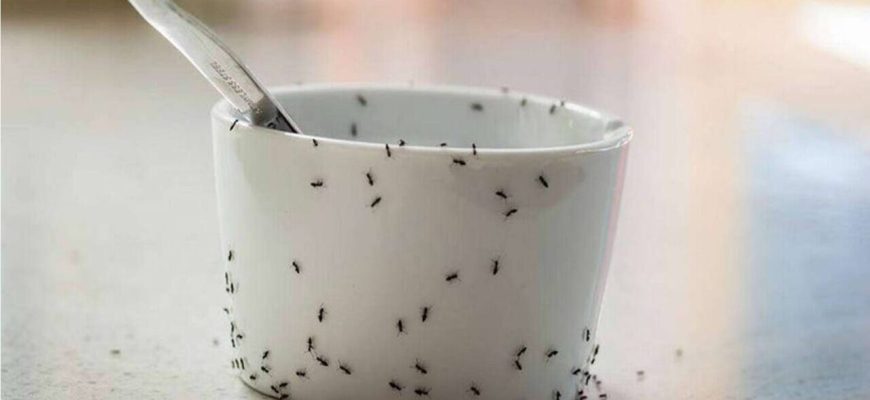 Como se livrar das formigas na cozinha com uma solução caseira infalível