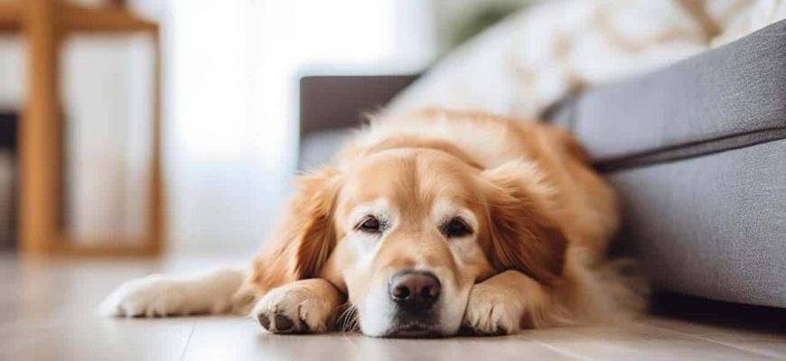 Mistura poderosa para eliminar o cheiro de cachorro da casa inteira!