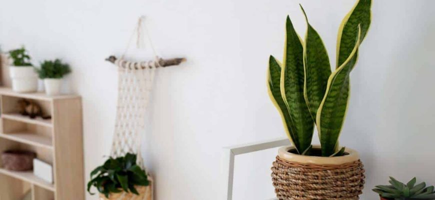 Planta de fácil manutenção recomendada para purificar o ar da casa!