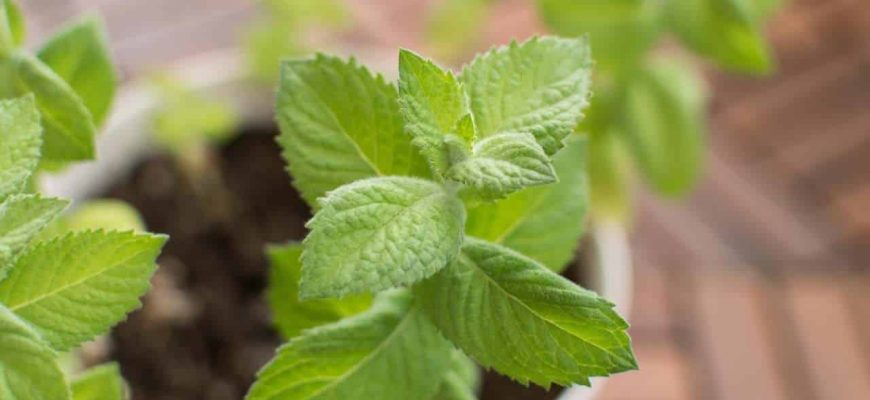 Planta que atua contra o mau hálito e que você pode ter em casa!