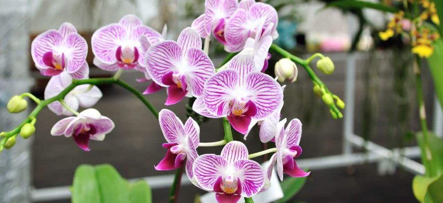 3 coisas que estão matando sua orquídea e você não sabia disso